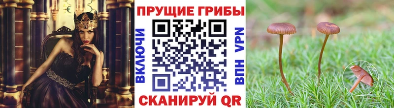 Псилоцибиновые грибы Psilocybe hydra ONION Егорьевск