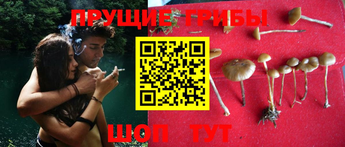 Псилоцибиновые грибы Psilocybe  Псилоцибиновые грибы Cubensis  Егорьевск 